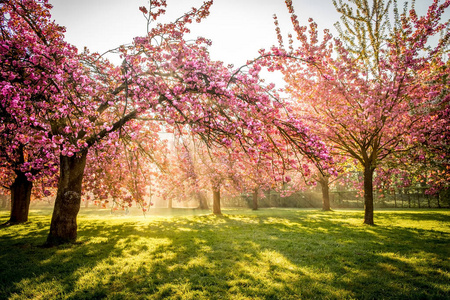 樱桃花花园用日出梁照明