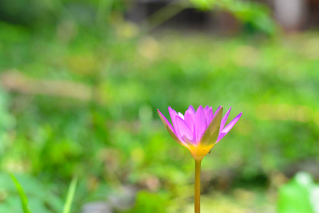 粉红色莲花