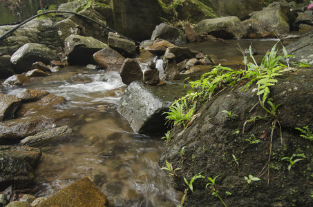 令人惊叹的热带瀑布。湿和长满苔藓的岩石，包围绿色雨林