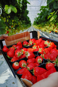 在框中美味有机草莓生长在大 Dutc 收获