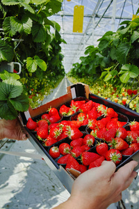 在框中美味有机草莓生长在大 Dutc 收获