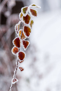 被雪和白霜覆盖的冬叶