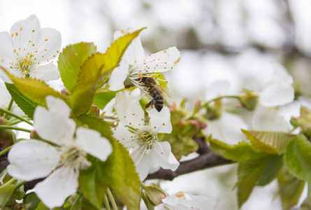 蜜蜂采集花粉在一棵树上
