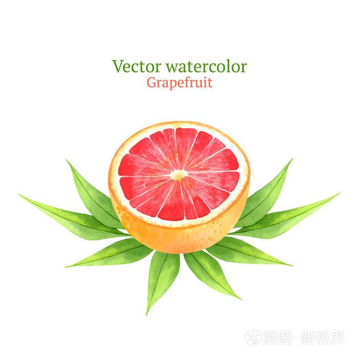 水彩水果葡萄柚插画-正版商用图片0y70m4-摄图新视界