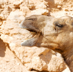 在阿曼空旷的沙漠附近天空免费骆驼