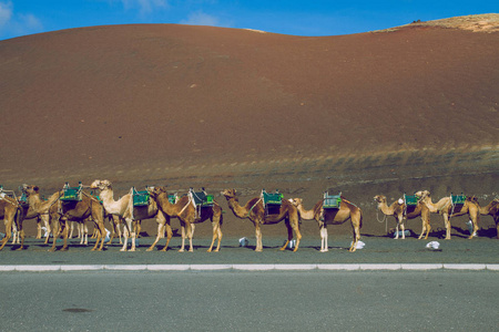 骆驼放松在夏天阳光灿烂的日子。西班牙兰萨罗特岛