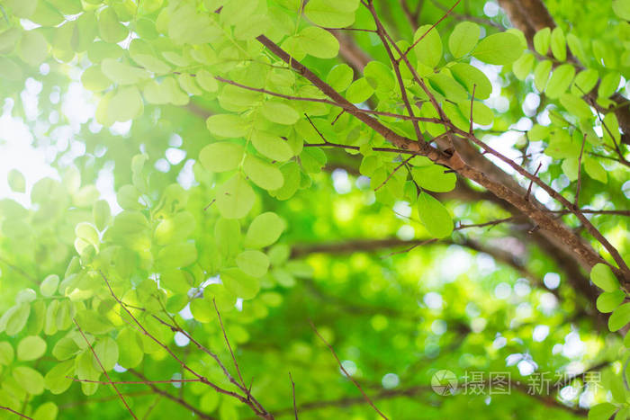 森林树木,自然绿叶阳光背景