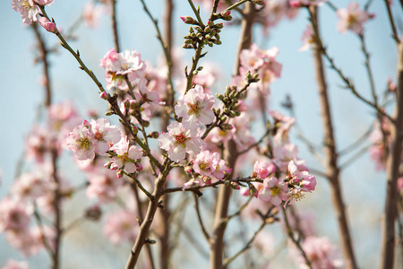 杏仁花卉树木在春天