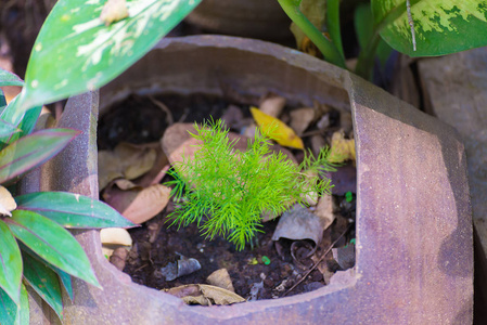 小藤植物生长在花盆或粘土罐在花园里