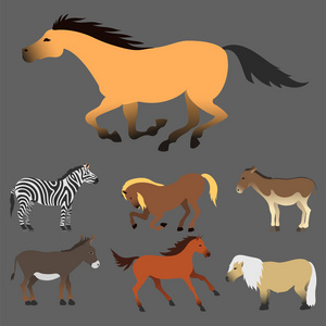 马小马种马分离不同品种颜色农场马术动物字符矢量图