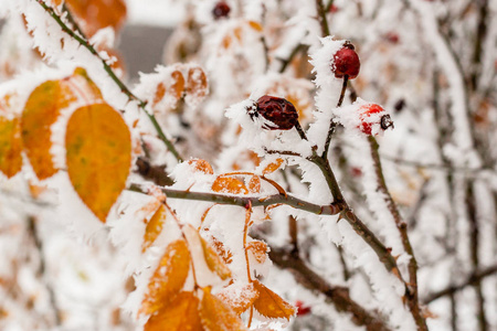 树叶覆盖着白霜和雪
