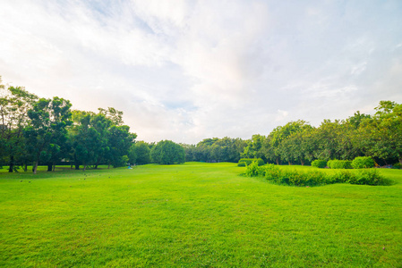 绿色的草地草在公园背景