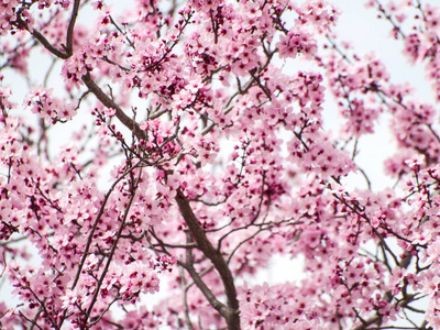 春天有粉红色花朵的盛开的树的纹理