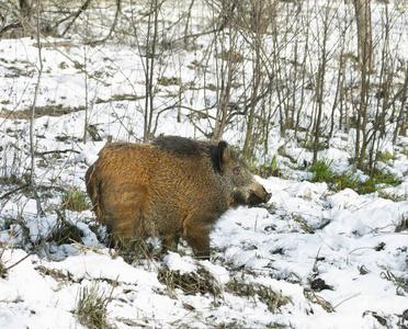 冬季木材野猪