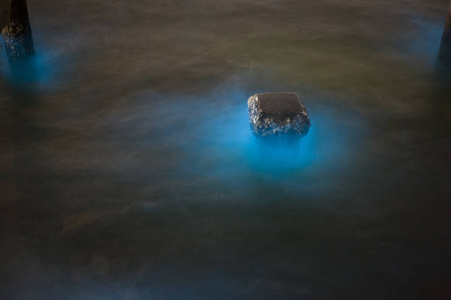 海洋浮游生物 生物发光