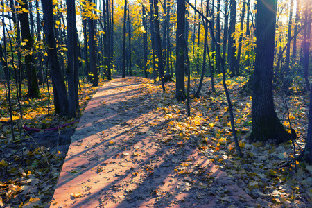秋天的树林通过木板桥图片