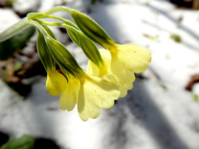 月见草花和雪