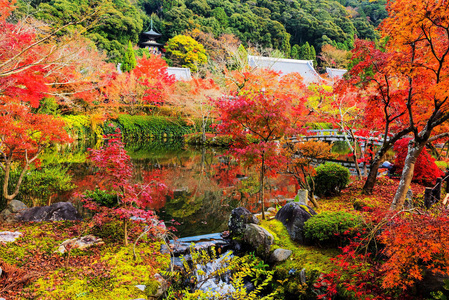 在 Eikando，京都秋天的颜色