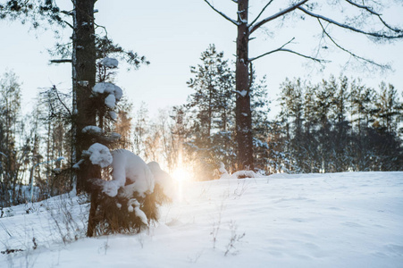 日落时森林中雪树的冬日风景, 阳光透过寒冷的树木闪耀