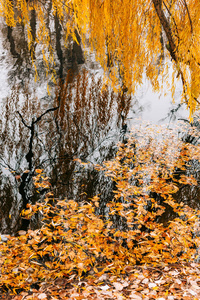 秋天的树叶在水中。深秋的湖水，在公园里。堕落的树叶