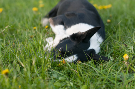 可爱的小狗在草丛中获得乐趣