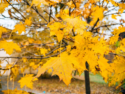 黄色秋天枫叶的树上的叶子