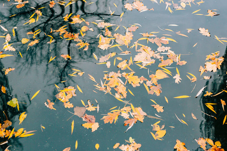 秋天的树叶在水中。深秋的湖水，在公园里。堕落的树叶