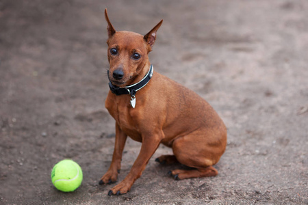 小 zwergpinscher 疲惫地坐在旁边他的球