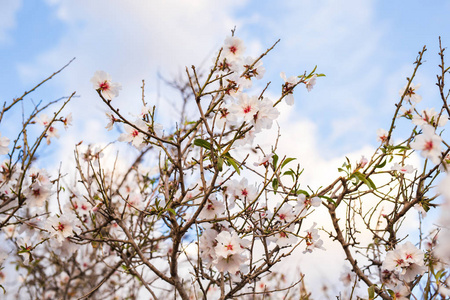 白花春科