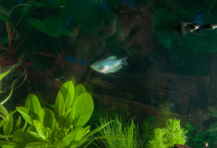 用鱼 天然植物和岩石的水族馆。热带的鱼。水族馆有绿色的植物