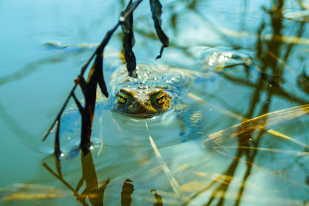 青蛙美丽的眼睛从池塘的水中望出来