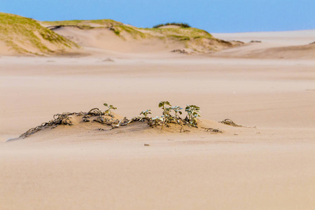 大风扬沙在沿海天际的海滩上