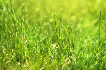 新鲜的绿色的春天草的特写