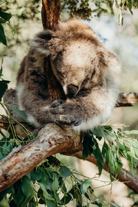 澳大利亚考拉睡觉时抓桉树树分支