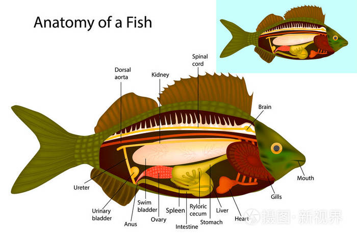 一条鱼的解剖鱼内脏器官矢量图