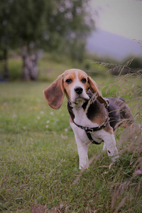 英语比格犬彩色图像