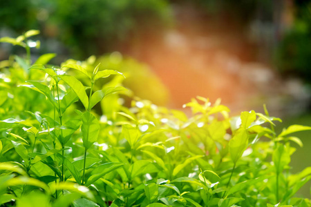 茶在花园里离开