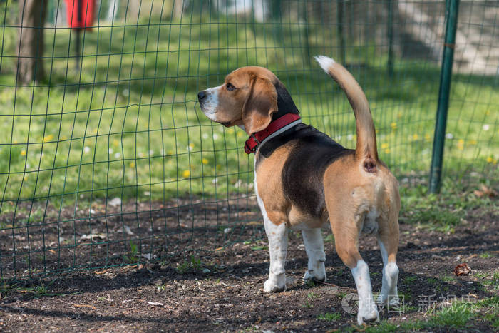 英语比格犬彩色图像