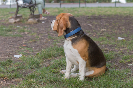 英语比格犬彩色图像