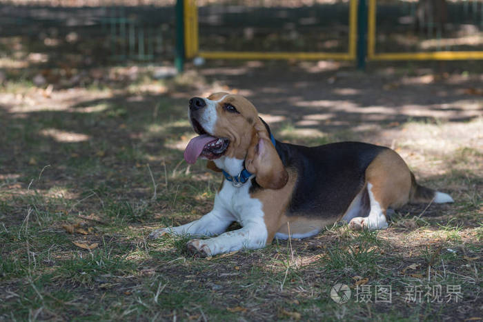 英语比格犬彩色图像