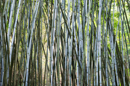 竹类植物在亚洲的背景