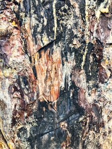 棕色树皮与树脂纹理背景