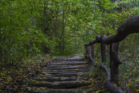 秋天森林中的楼梯
