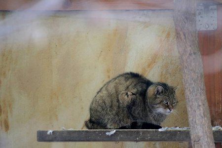 脾气暴躁的欧洲野猫 费利斯 silvestris silvestris 坐在木板上