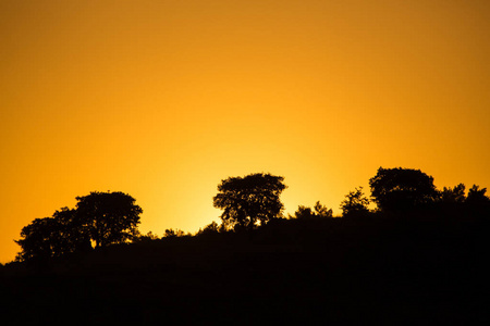 日落时的树木概况, 意大利阿普利亚, 德尔穆尔塔穆尔贾