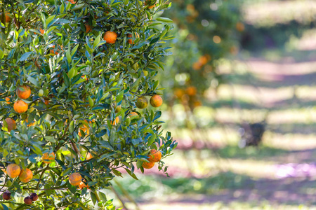 橘树奥兰治农场在泰国清迈坊区