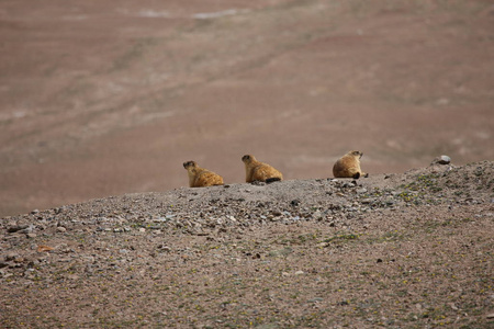 gopher 小非洲哺乳动物动物