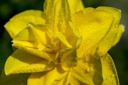 黄色水仙花的宏观图像