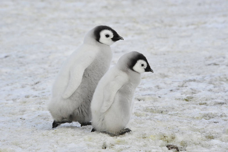 在南极的帝企鹅宝宝