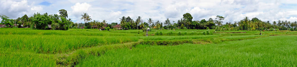 巴厘岛印度尼西亚亚洲稻田